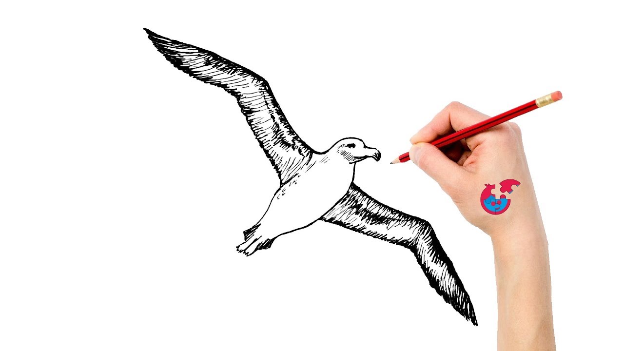 Albatross Drawing Picture