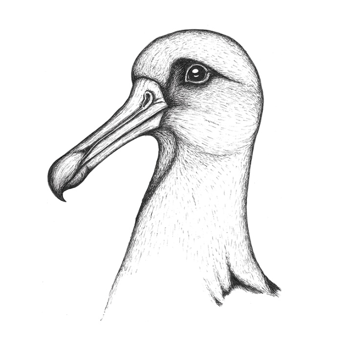 Albatross Drawing