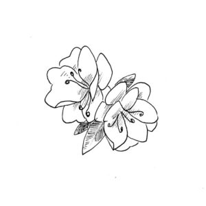 Azalea Drawing Tutorial Azalea Drawing Picture - Drawing Skill