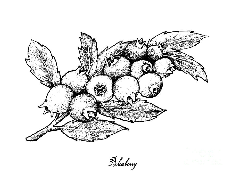 Blueberries Drawing Image
