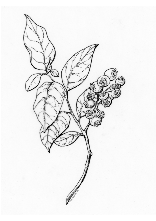 Blueberries Drawing Photo