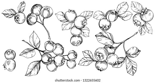 Blueberries Drawing Pics