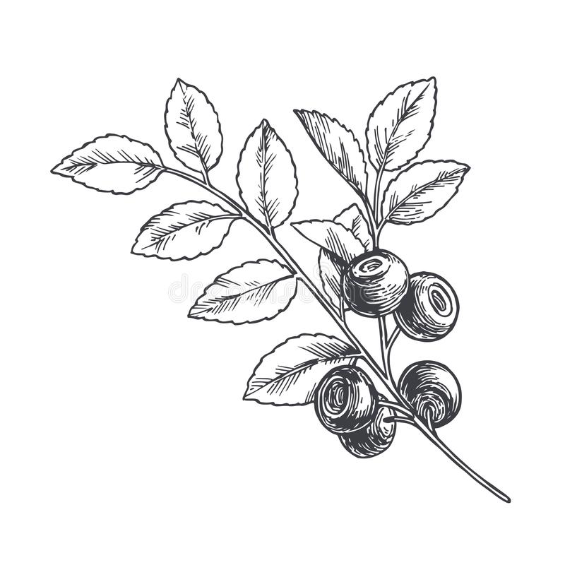 Blueberries Drawing Picture