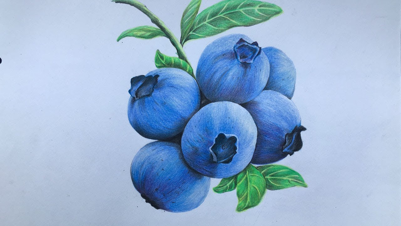 Blueberries Drawing Sketch