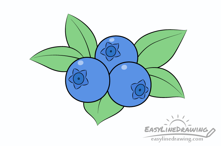 Blueberries Drawing