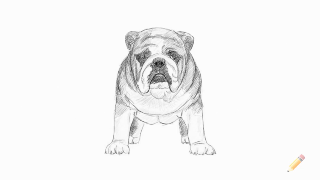 Bulldog Art Drawing