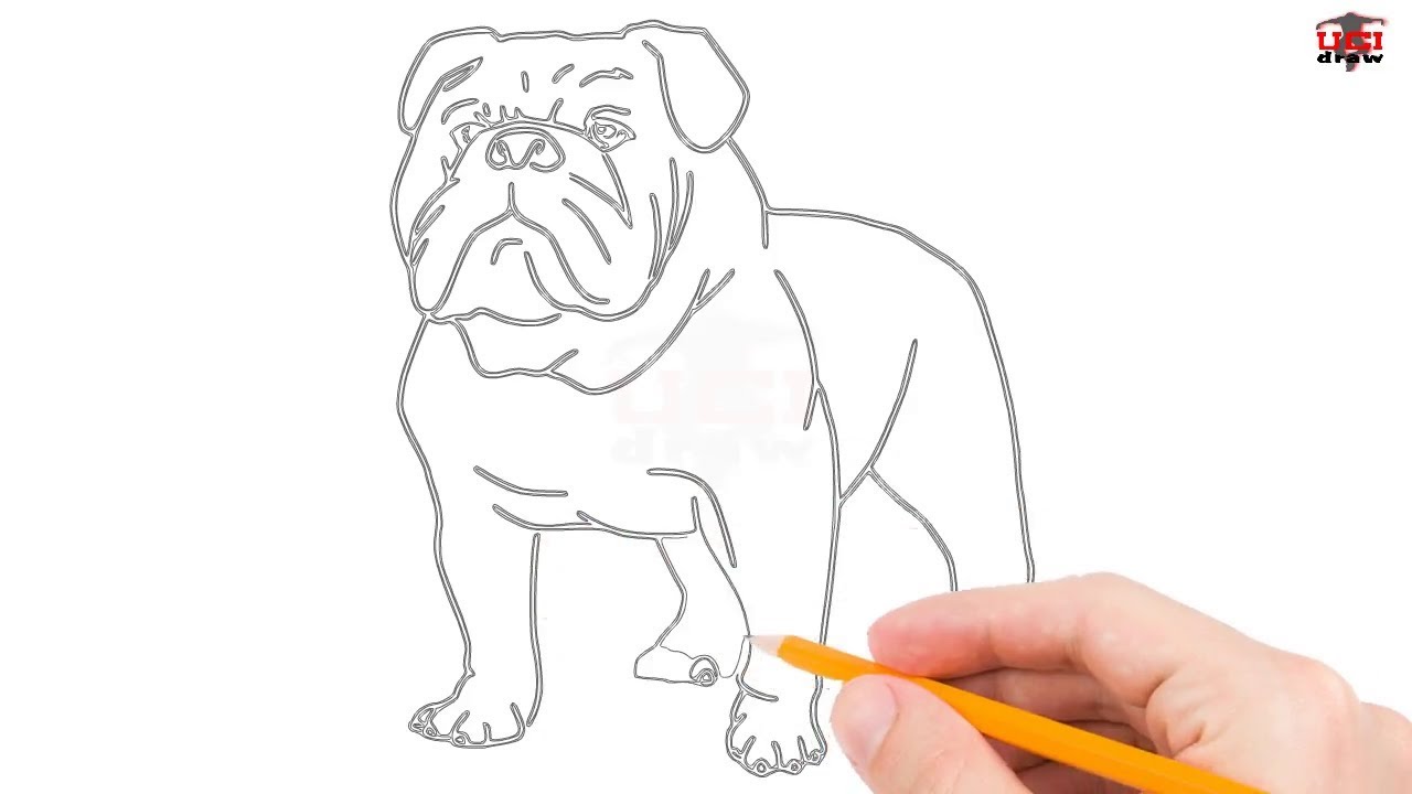Bulldog Best Drawing