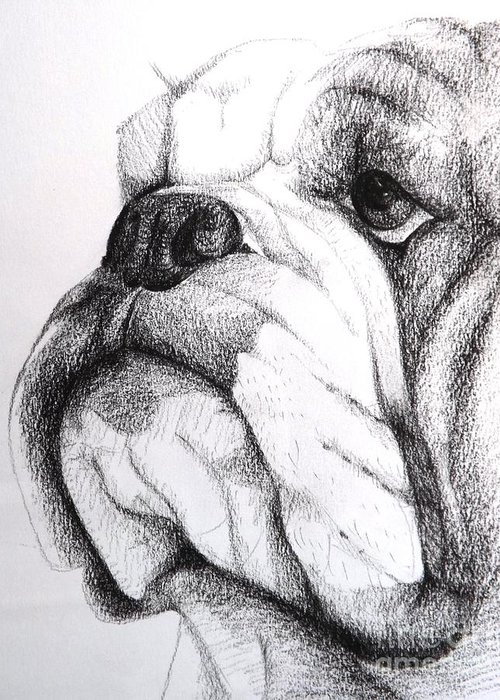 Bulldog Drawing Amazing
