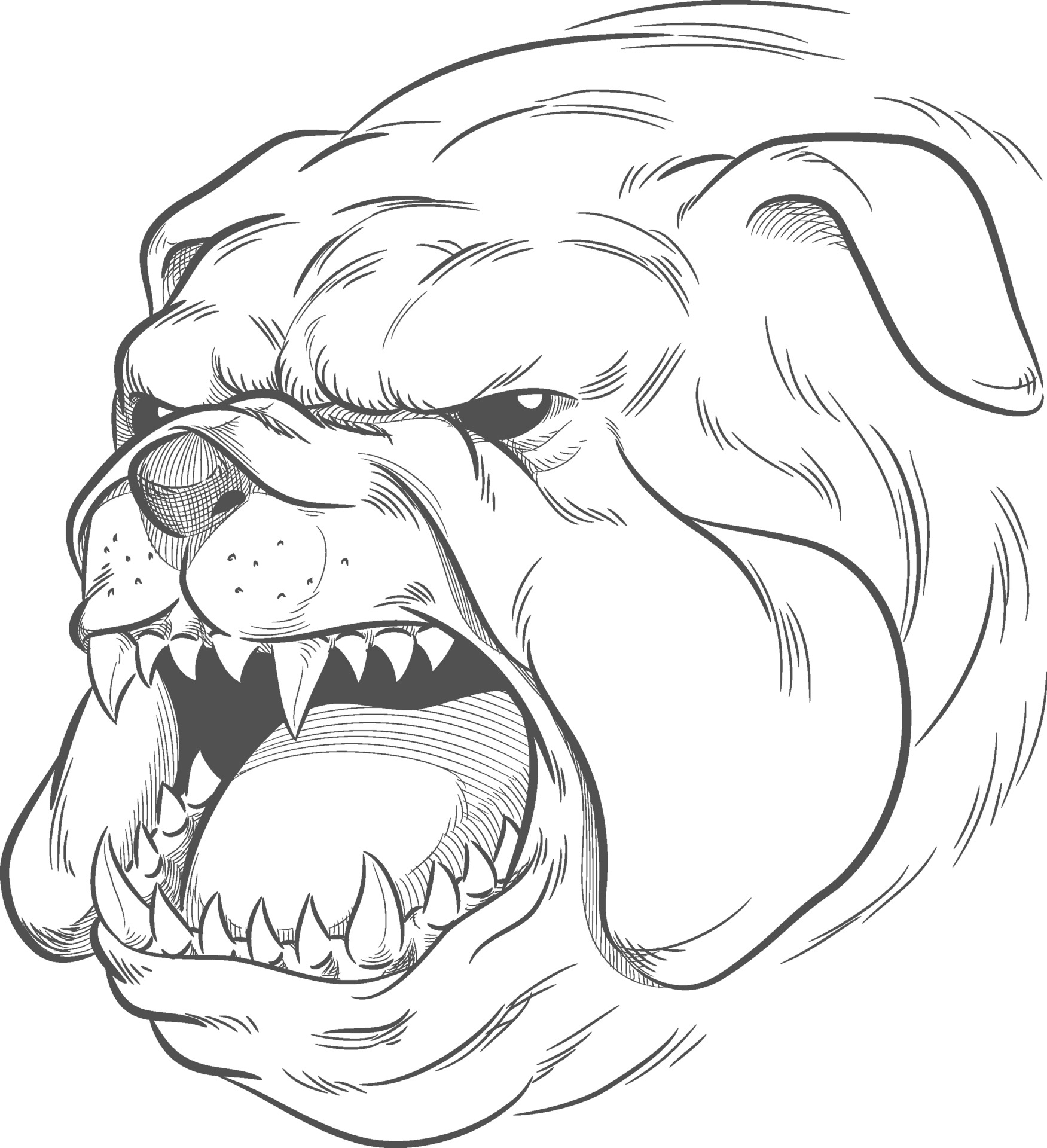 Bulldog Drawing Beautiful Image