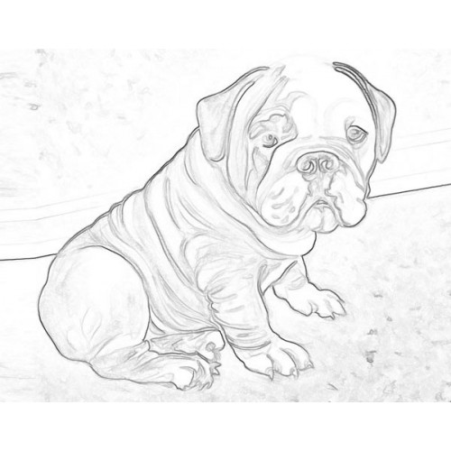 Bulldog Drawing High-Quality