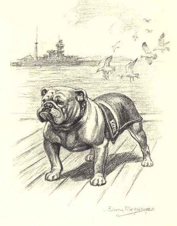Bulldog Drawing Image