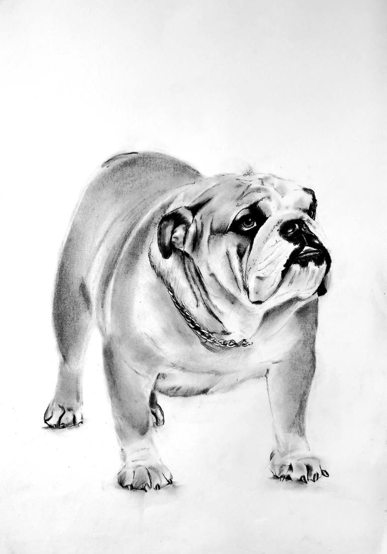 Bulldog Drawing Photo