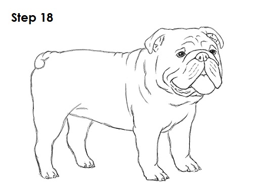 Bulldog Drawing Pic