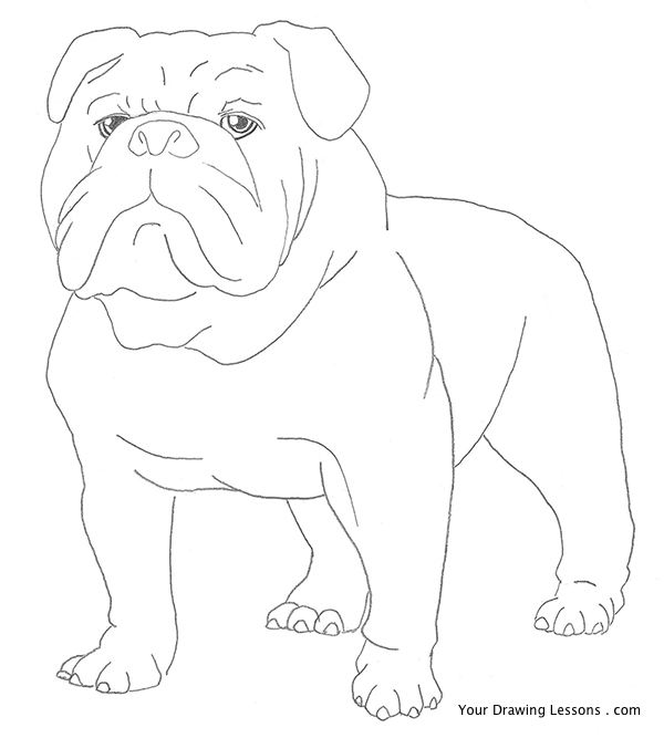 Bulldog Drawing Pics