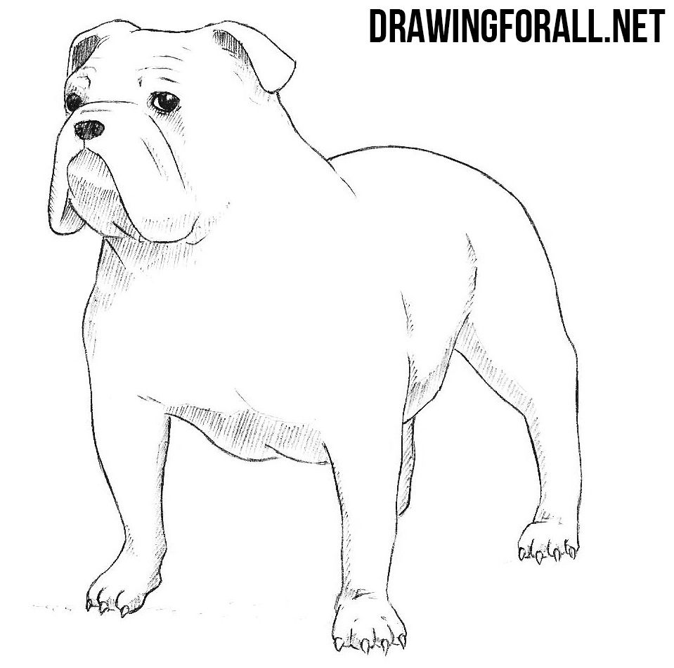 Bulldog Drawing Picture