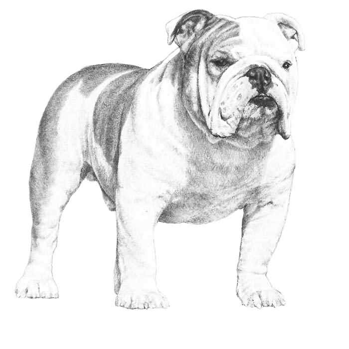 Bulldog Drawing Realistic