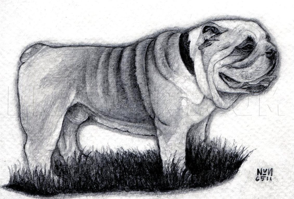 Bulldog Drawing Sketch