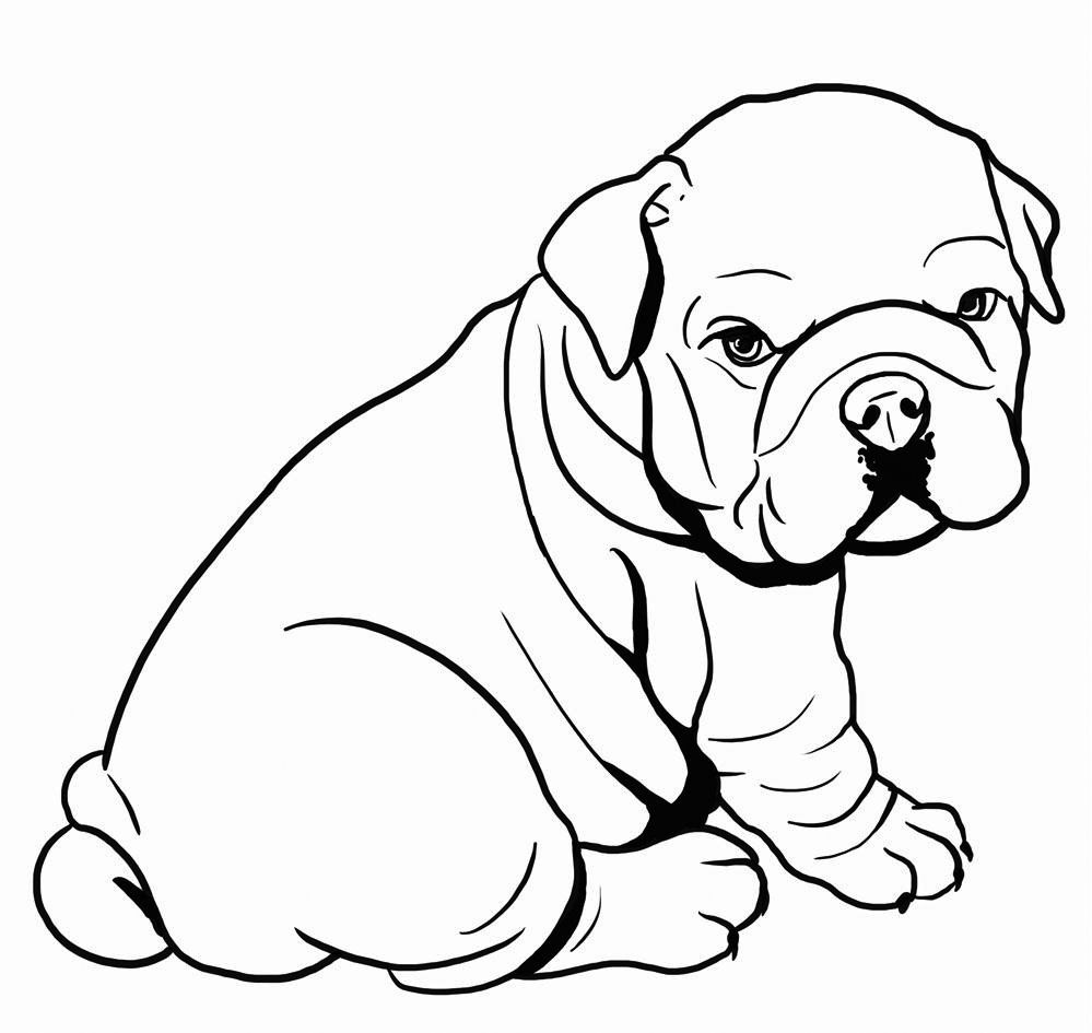 Bulldog Drawing