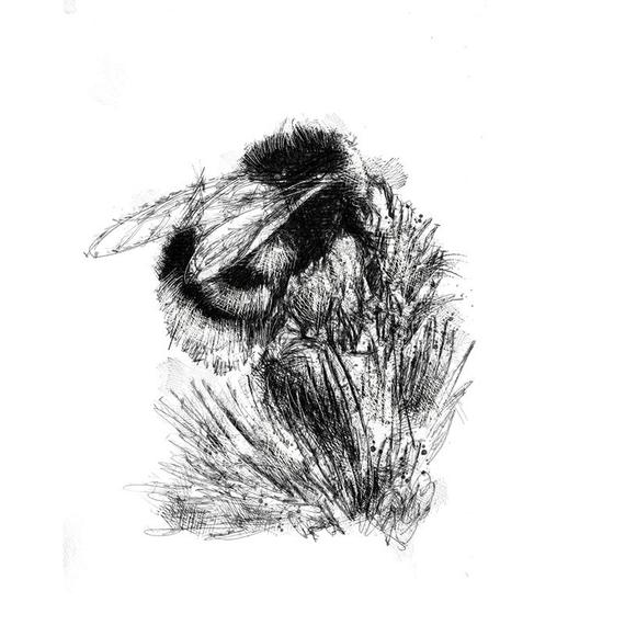 Bumblebee Insect Drawing Image