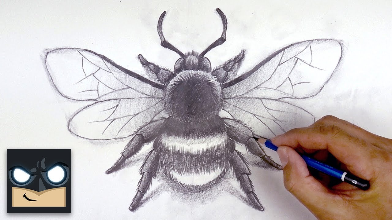 Bumblebee Insect Drawing Photo