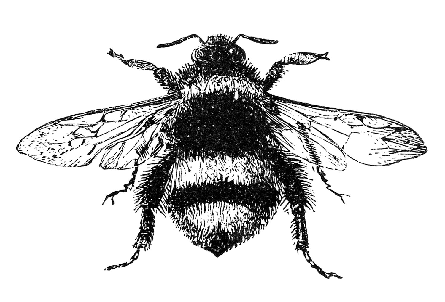 Bumblebee Insect Drawing Pic
