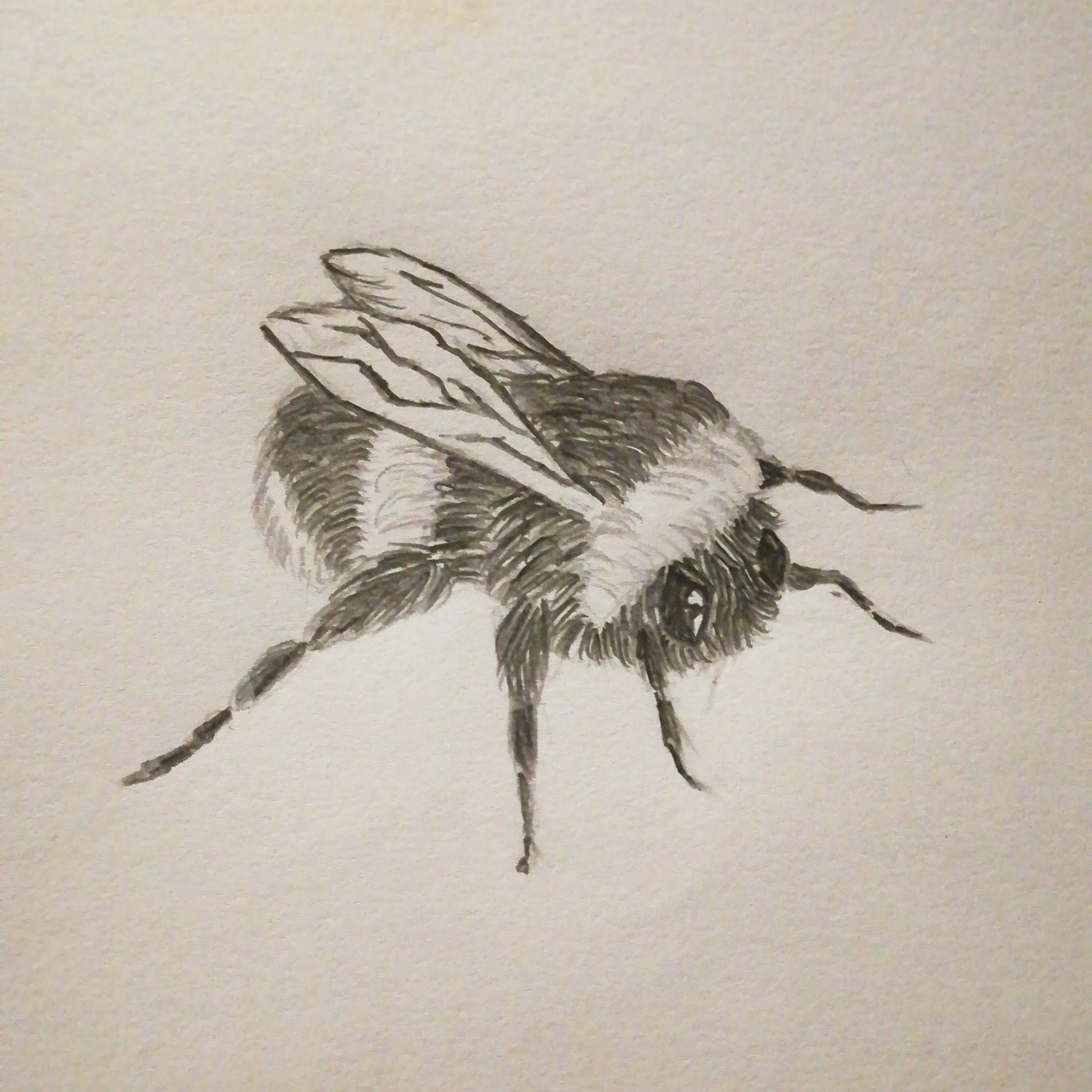 Bumblebee Insect Drawing Pics