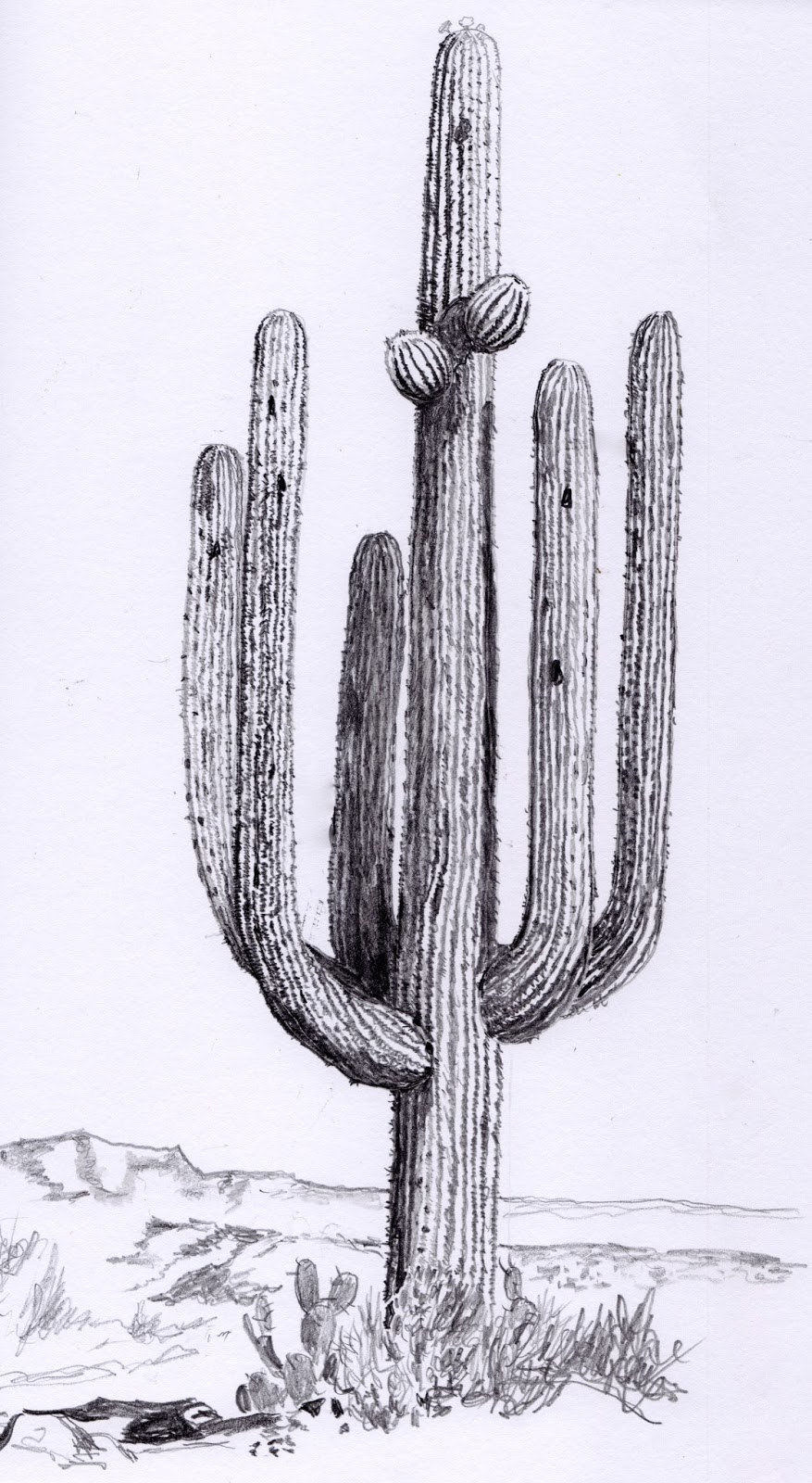 Cactus Drawing Image