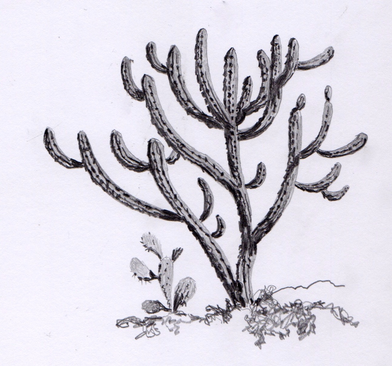 Cactus Drawing Pics