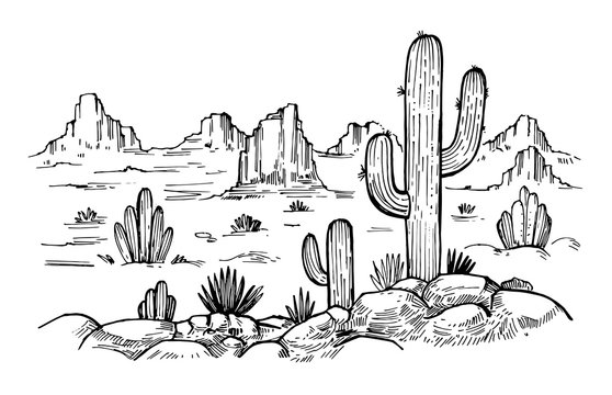 Cactus Drawing Picture