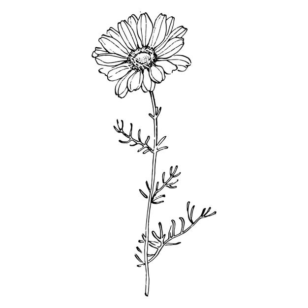 Chamomile Art Drawing