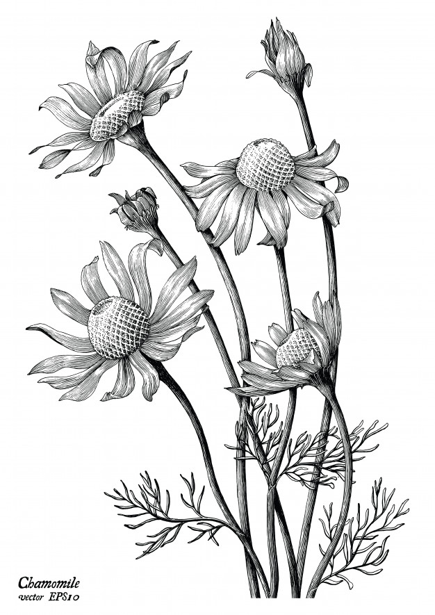 Chamomile Drawing Image