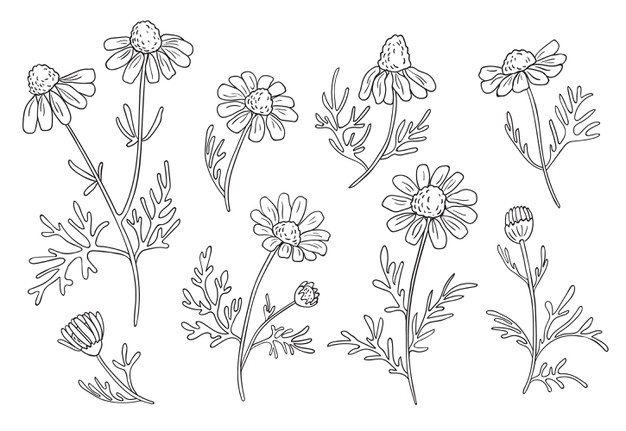 Chamomile Drawing Images