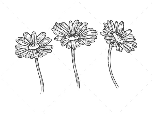 Chamomile Drawing Pics