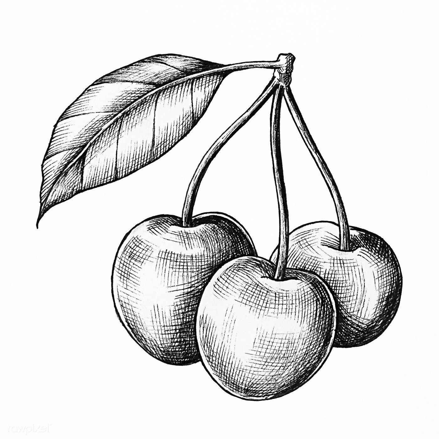 Cherry Drawing Pic