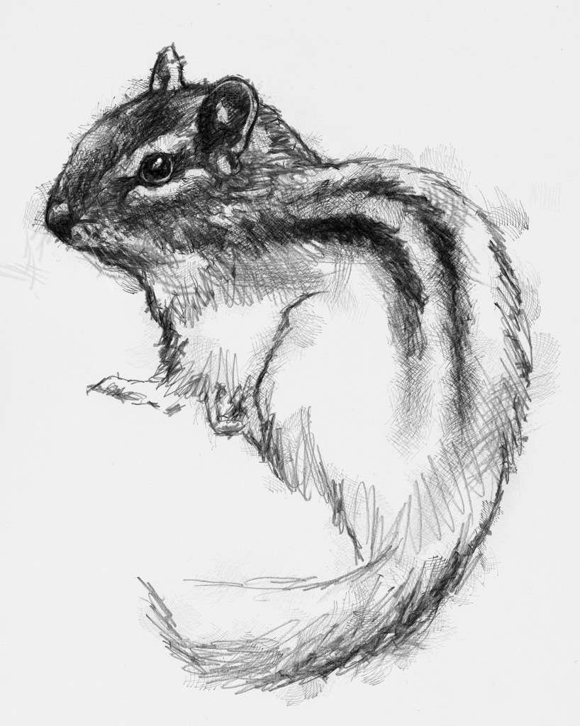 Chipmunk Art Drawing