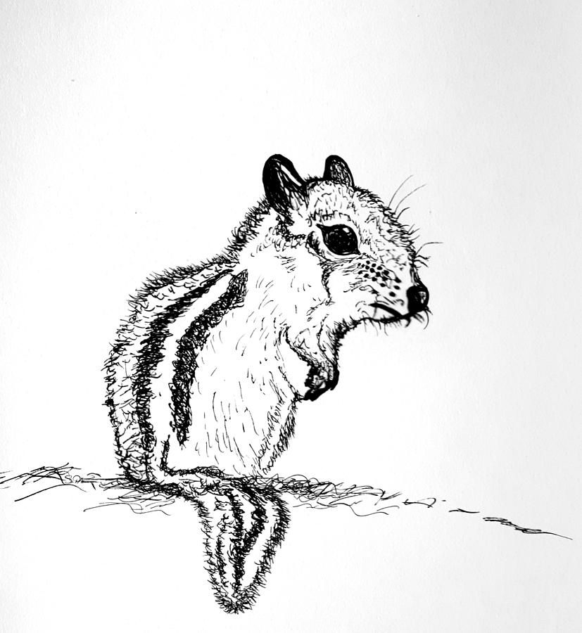 Chipmunk Best Drawing