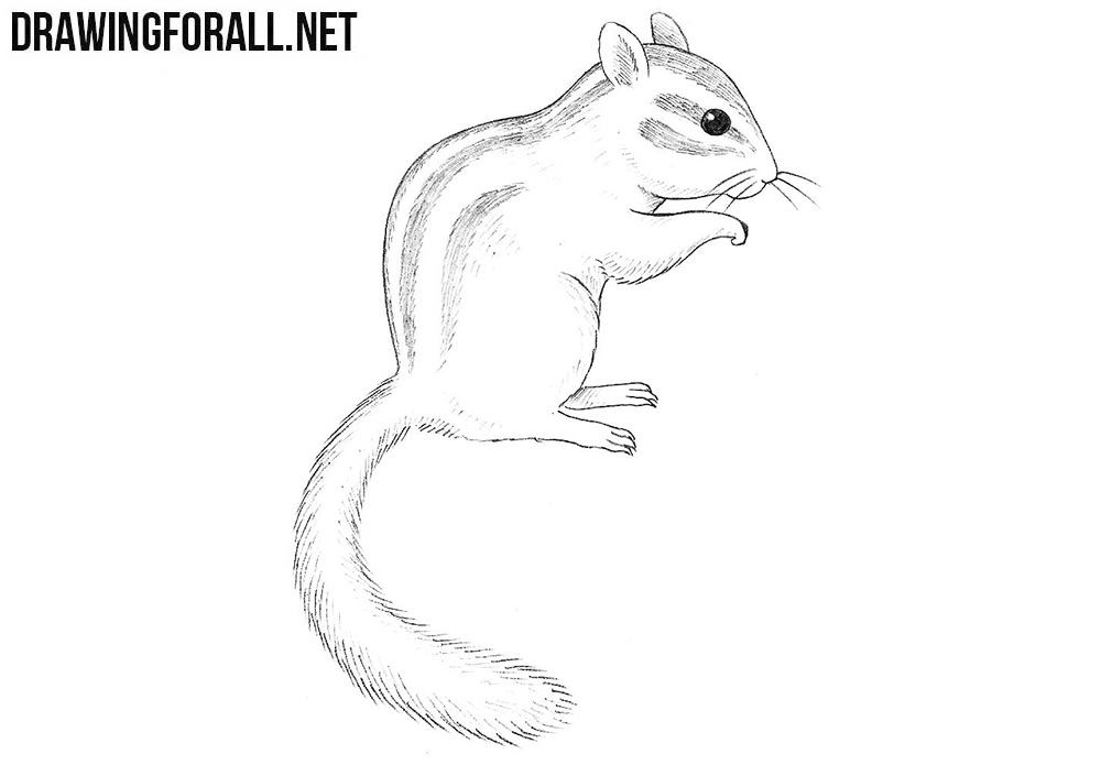 Chipmunk Drawing Image