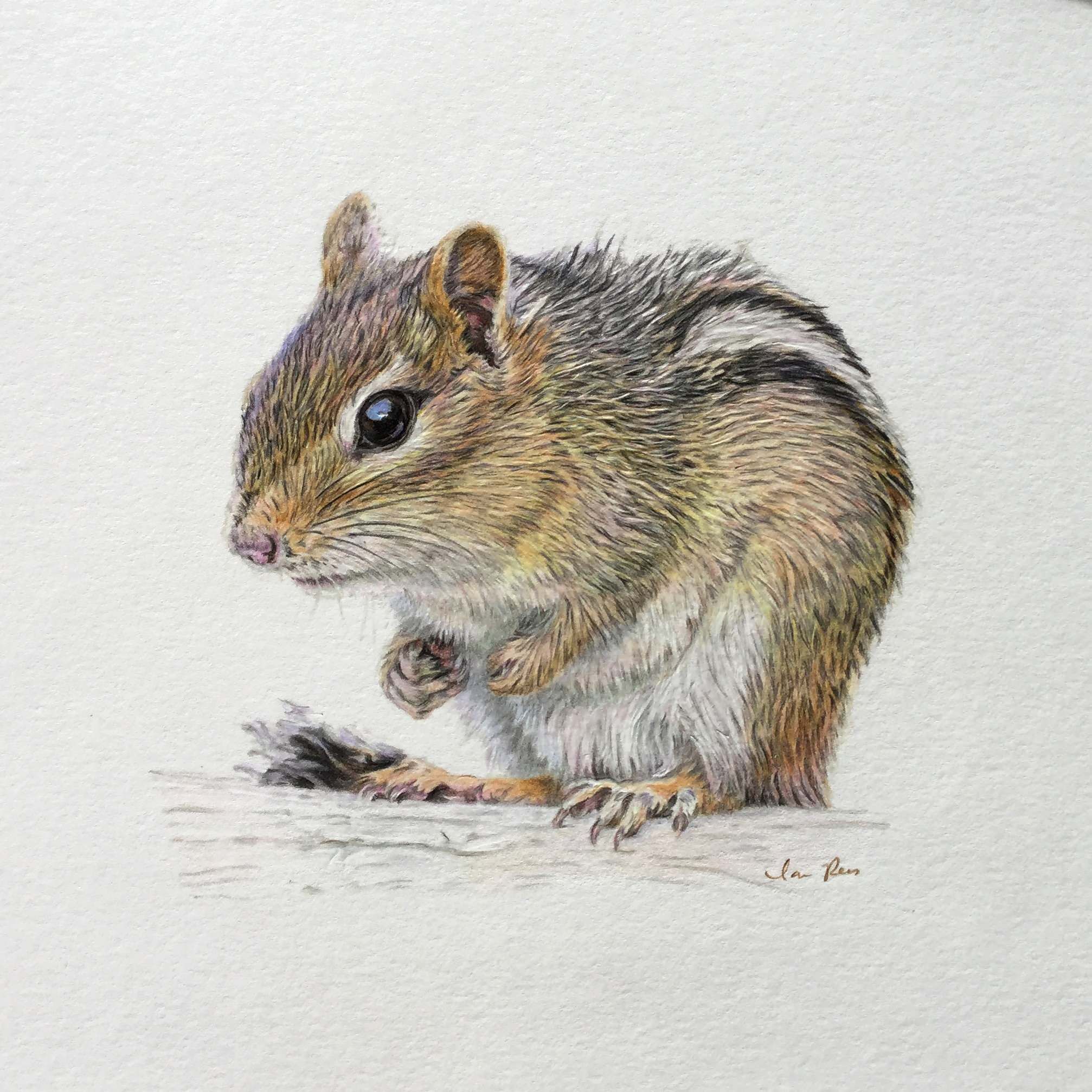 Chipmunk Drawing Images