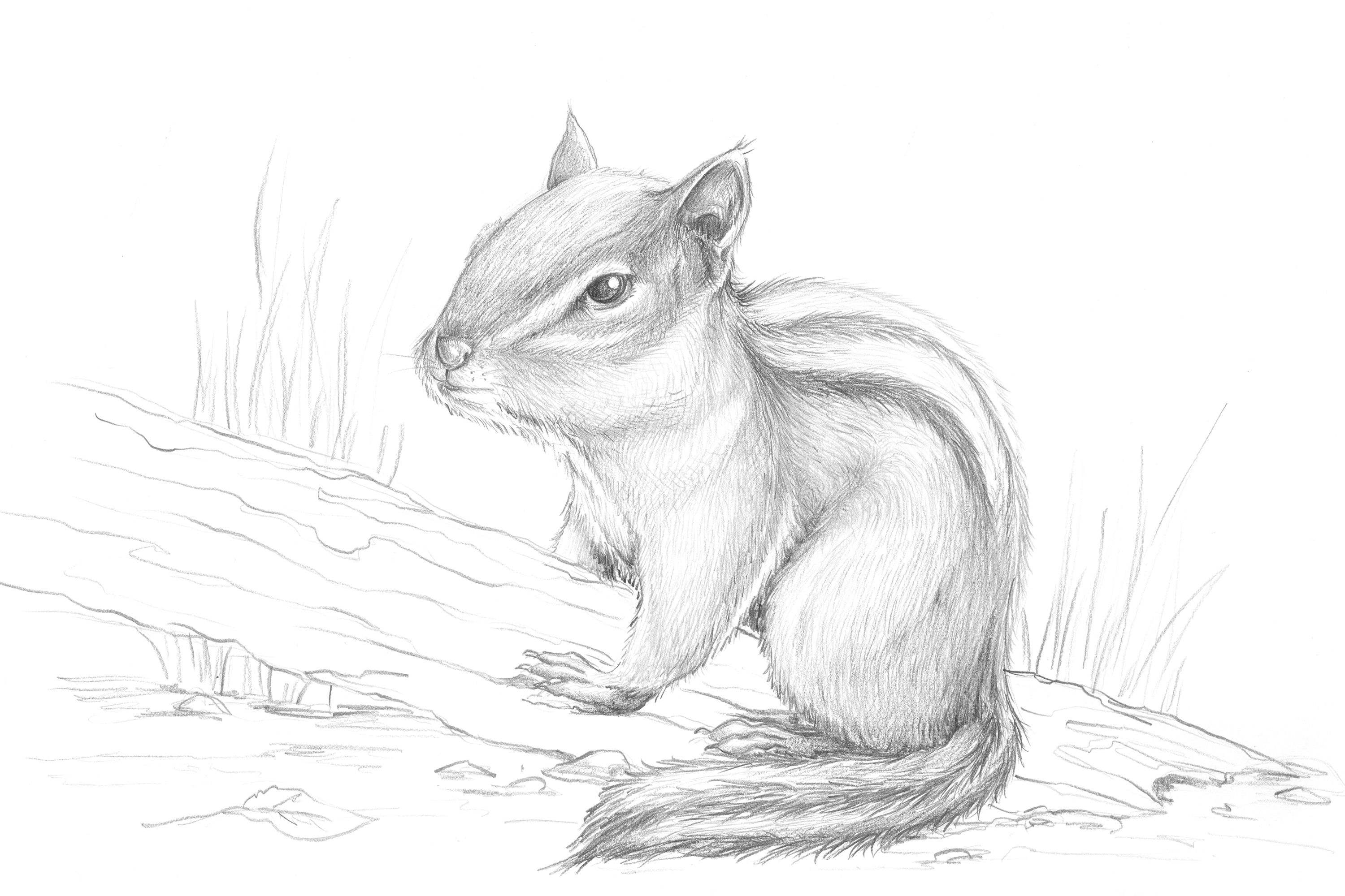 Chipmunk Drawing Pics