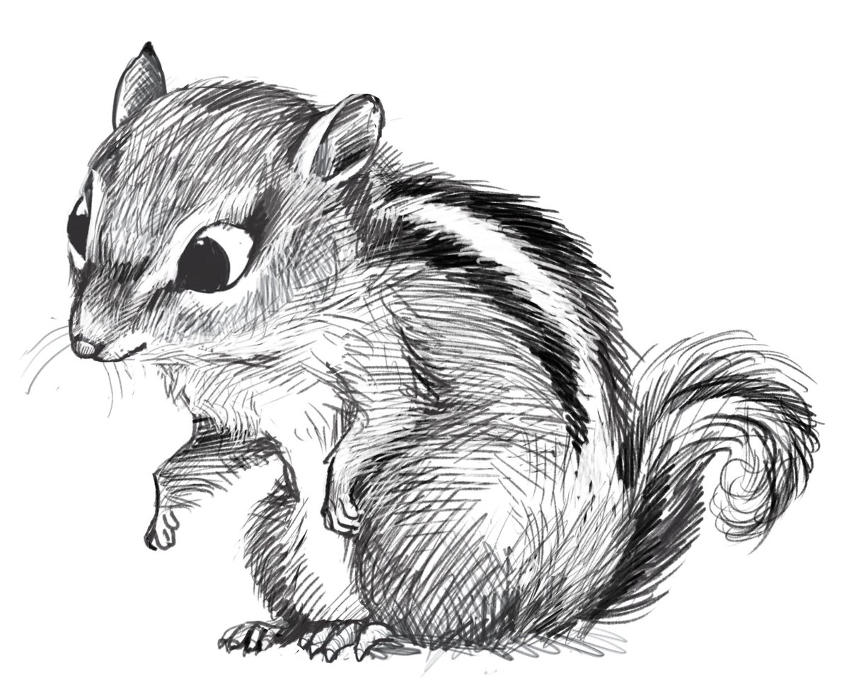 Chipmunk Drawing Realistic