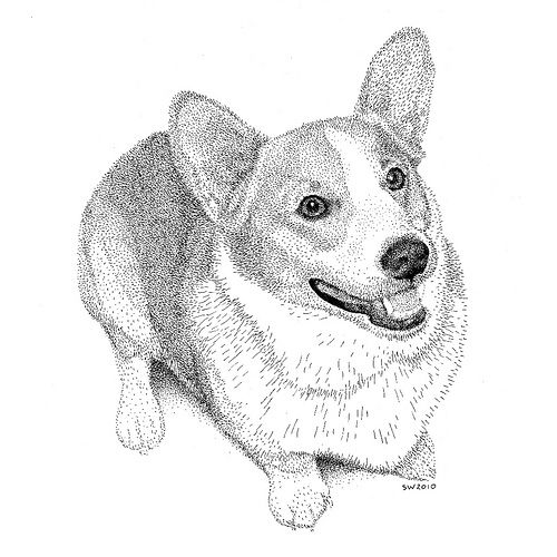 Corgi Drawing Amazing