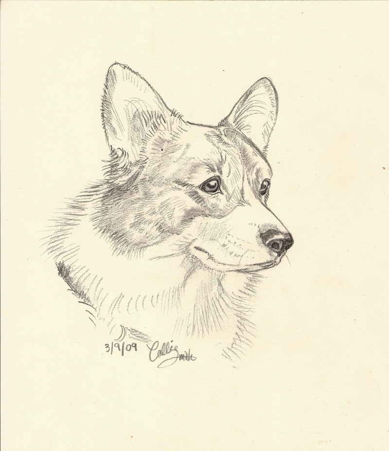 Corgi Drawing Beautiful Image