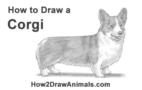 Corgi Drawing Pics