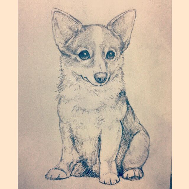 Corgi Drawing Realistic