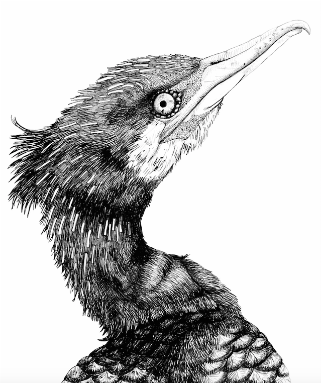 Cormorant Best Drawing