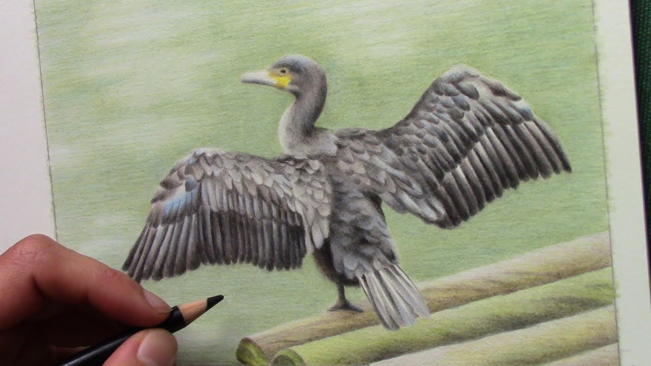Cormorant Bird Drawing Amazing