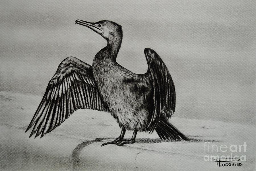 Cormorant Bird Drawing Art
