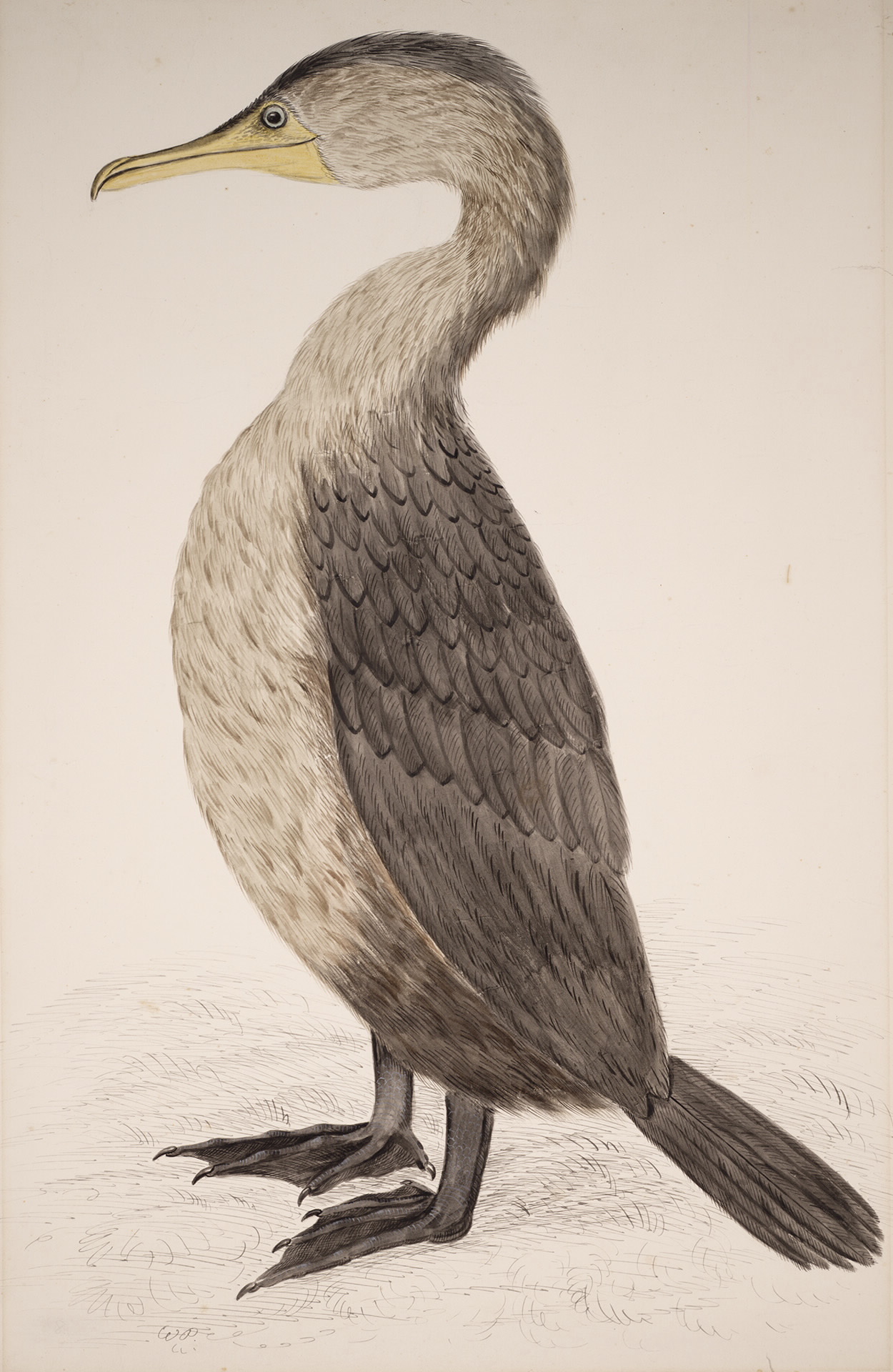 Cormorant Bird Drawing Beautiful Image