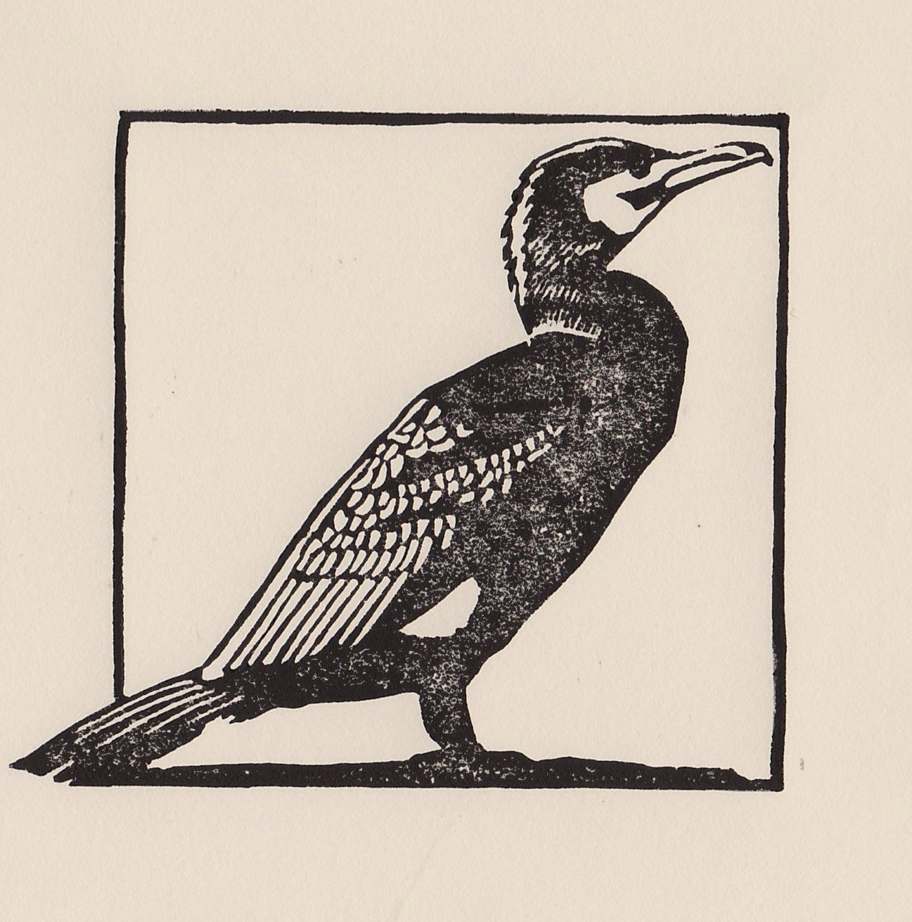 Cormorant Bird Drawing Image