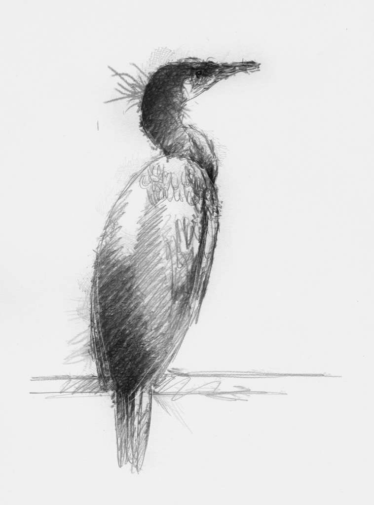 Cormorant Bird Drawing Photo